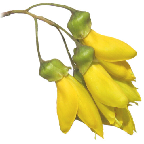 Kowhai Flower